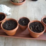 5 out of 10 pots, 3 with shoots
