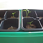 chilli seedlings, 2 seed each in a pellet