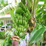 embun_banana_tree