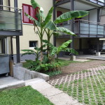 A small banana plantation