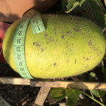 winter melon which could grow to 40 kg